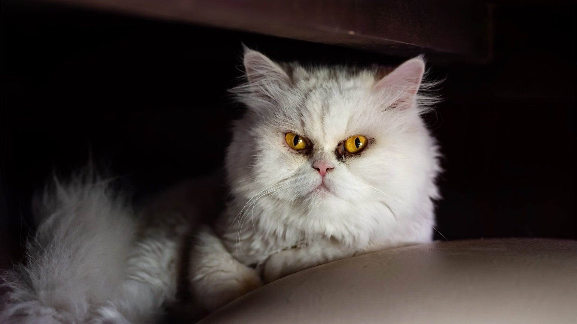 开云体育首页-“未来之星：全国青少年足球精英赛引人关注”，校园足球未来之星申报材料2020年