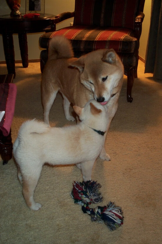 开云app安全认证-坚守初心：老将在球场上的不灭动力