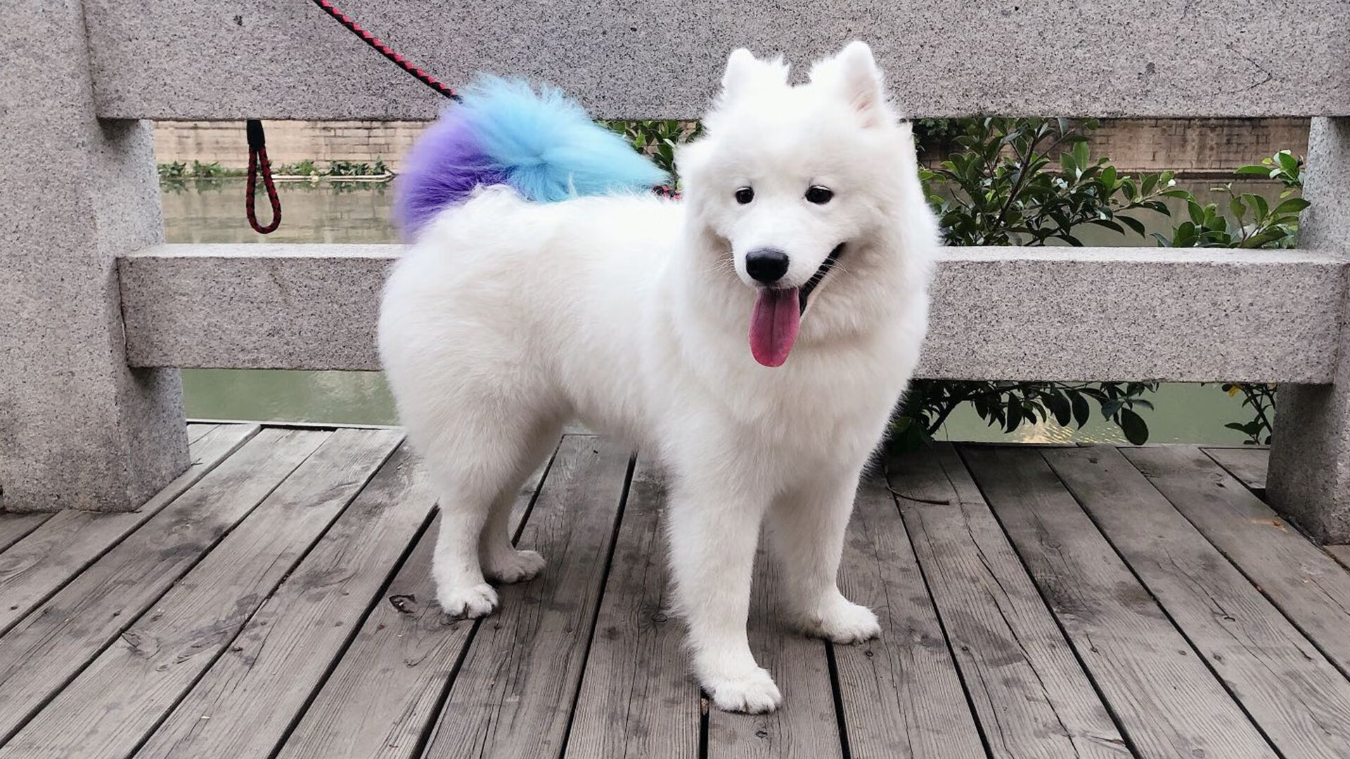 开云官方-球迷自发组织为球队送行展现深厚情感，自发组织的足球赛