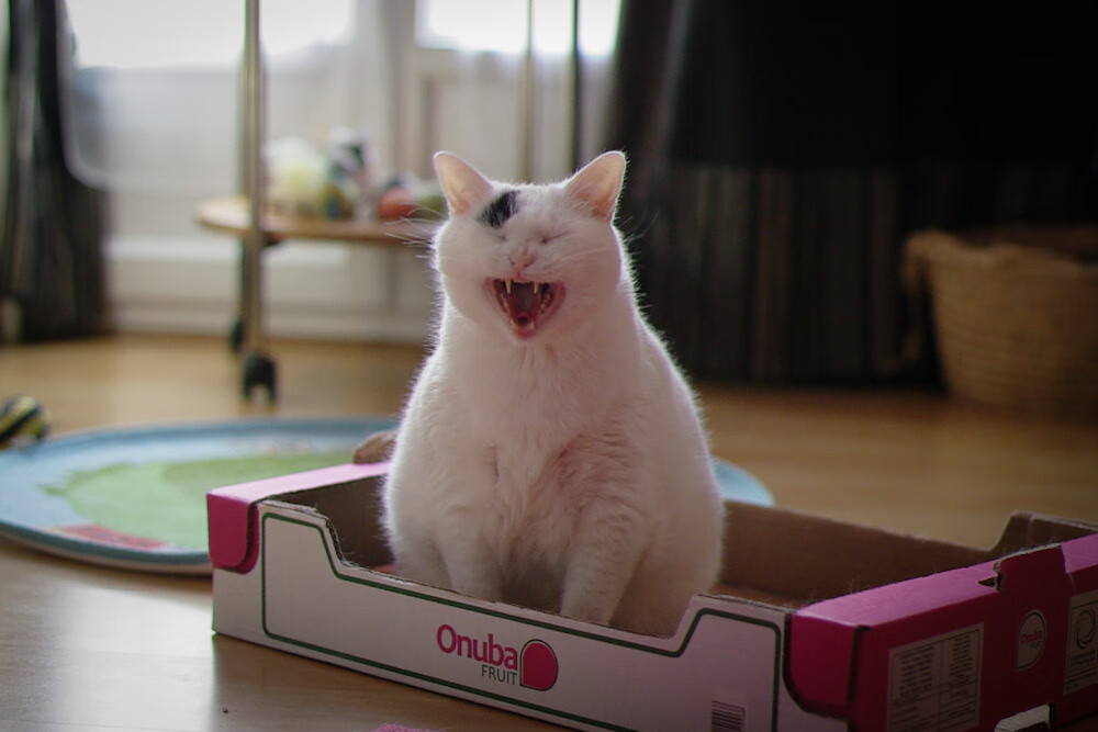 开云体育下载APP-切尔西逆袭成功，连胜开启好形势，切尔西两连败