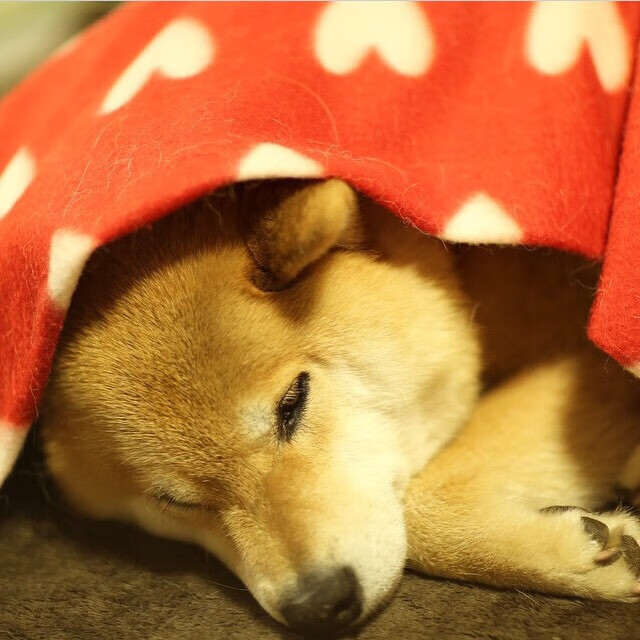 开云在线-掘金大胜尼克斯,全明星赛前哨战中约基奇贡献关键助攻,掘金对尼克斯