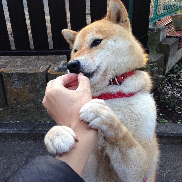 开云体育下载官网-“2025世界运动会:短柄墙球挑战赛,谁能突破极限,成为真正的战术大师?”