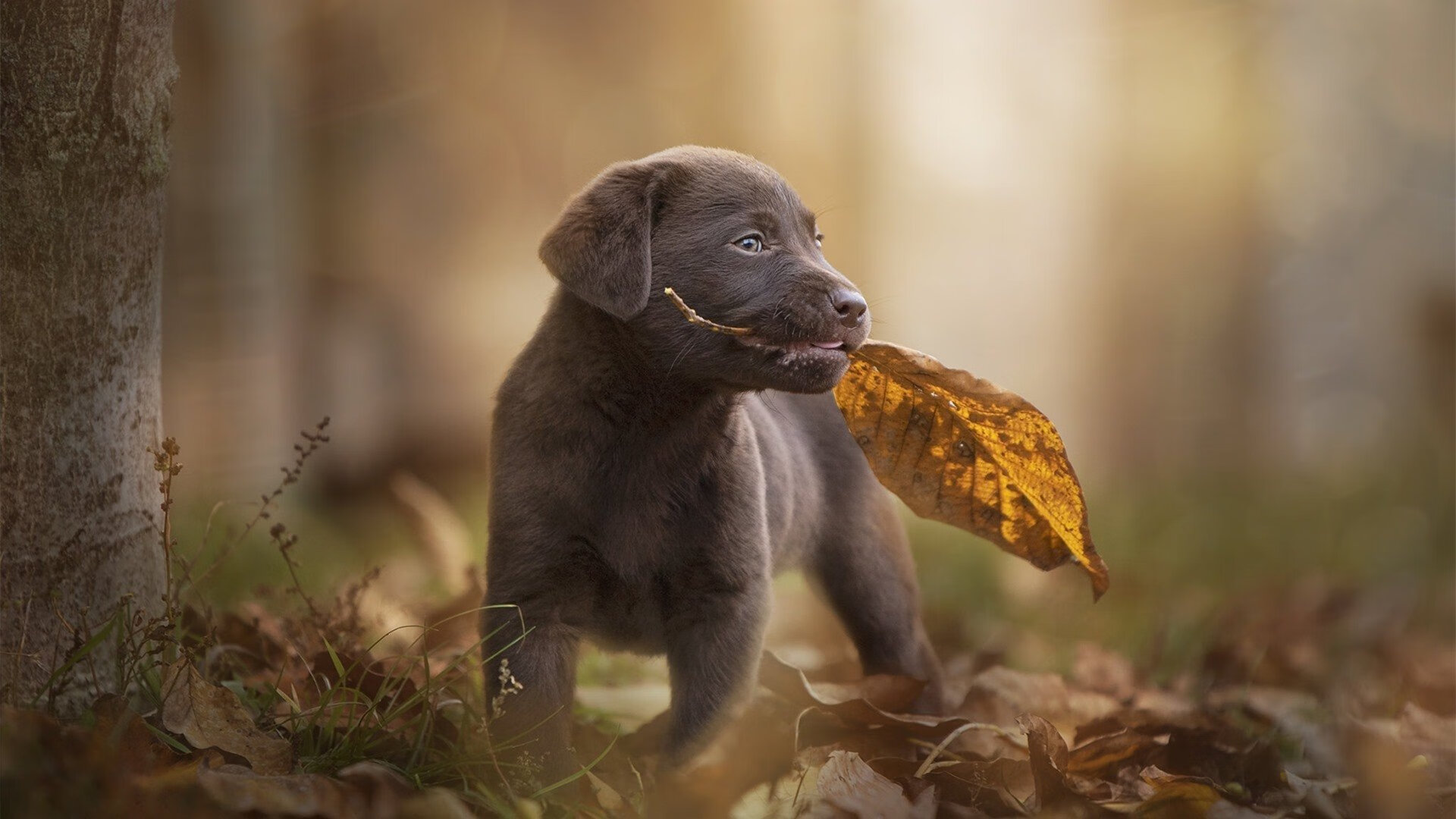 开云体育官网-中超联赛中国女足晋级 球迷支持球队努力,中超女足联赛2021